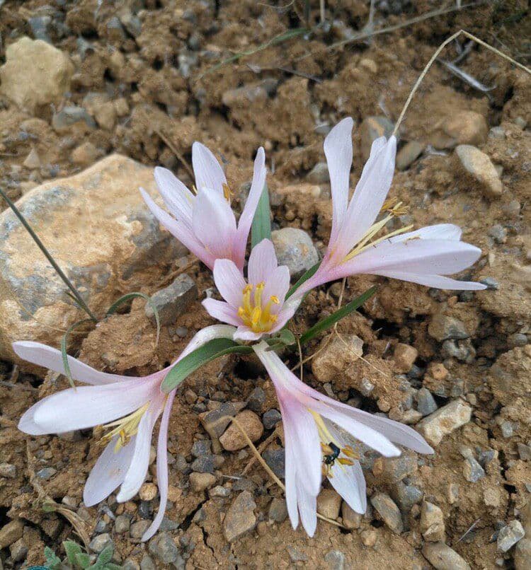 سورنجان - معرفی گیاهان بومی ایران